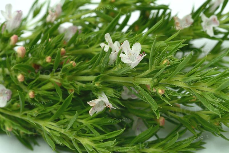 Summer savory (Satureja hortensis), also garden savory, true savory, pepperwort, family of the labiates, used since ancient times as a medicinal plant and spice plant