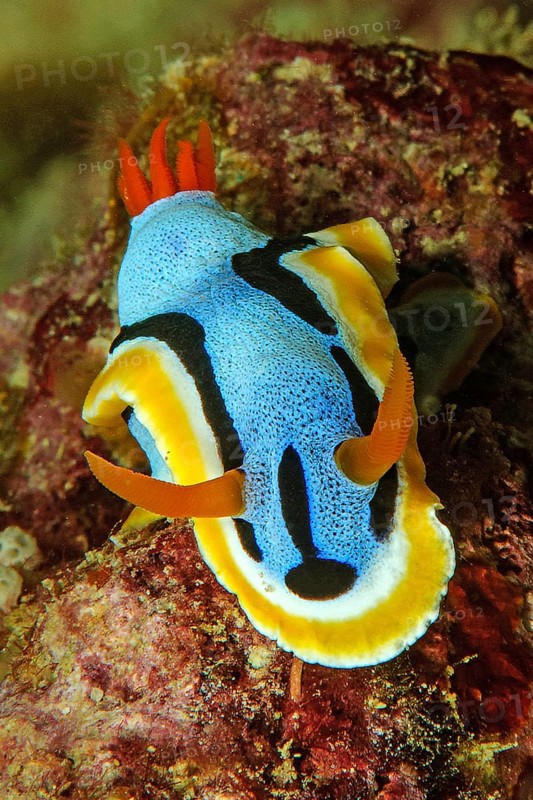 Nudibranch (Chromodoris annae) with extended long antennae crawls over feeding sponges (Porifera) in coral reef, Pacific Ocean, Caroline Islands, Yap Island, Yap State, Federated States of Micronesia