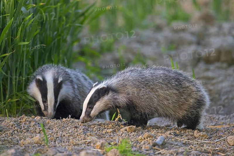 Two young European badgers (Meles meles) juveniles sniffing the earth for earthworms and insects in field, farmland at dusk in spring