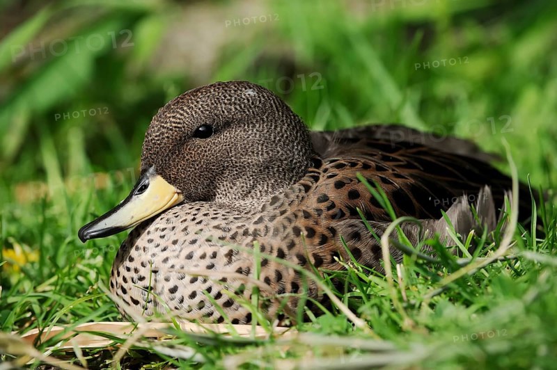 Brown-headed duck or yellow-billed teal (Anas flavirostris), captive, occurring in South America