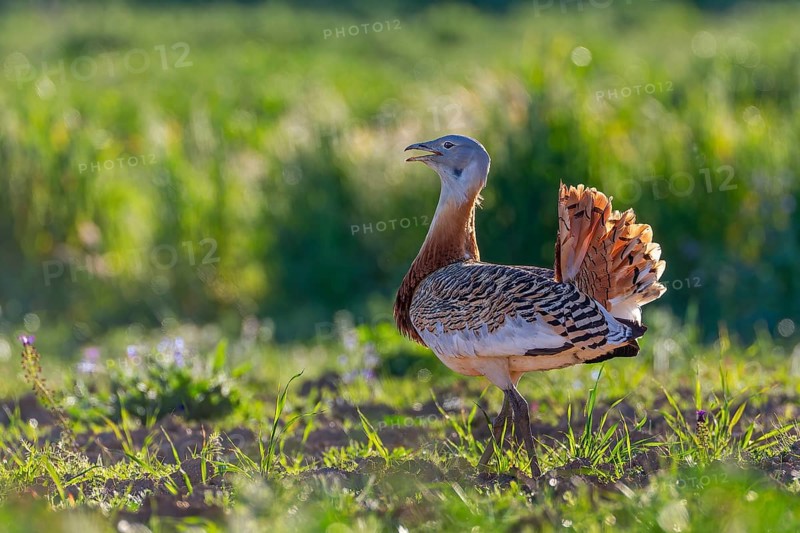 Great bustard (Otis tarda) mating male, heaviest flying bird, La Serena steppe area, Extremadura, Spain, Europe