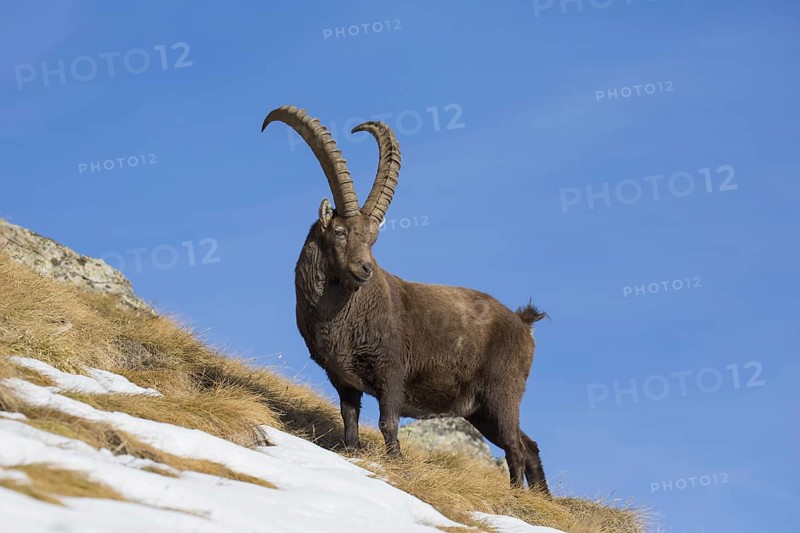 Alpine ibex (Capra ibex) male foraging in the snow on mountain slope in winter in the European Alps