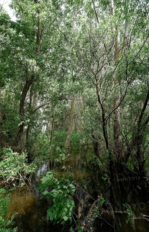 Trees, bushes and shrubs grow in the water on a side arm in the Danube Delta. UNESCO Danube Delta Biosphere Reserve. Munghiol, Tulcea, Romania, Southeast Europe, Europe