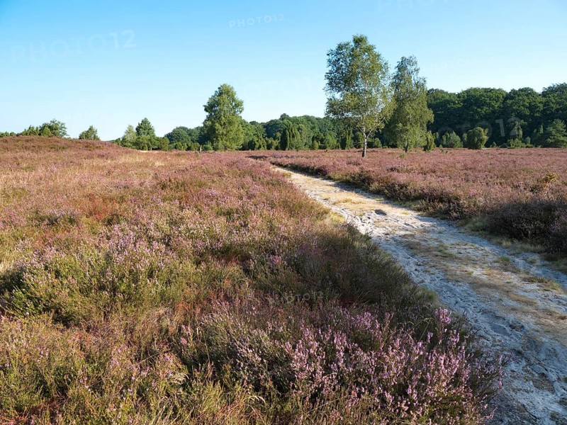 Heath blossom in the Lüneburg Heath nature Park, criss-crossed by a cycling and hiking trail. The landscape in the heath nature reserves blossoms in purple to violet hues in late summer, Lüneburg Heath, Niederhaverbeck, Lower Saxony, Germany, Europe