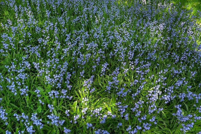 Blooming bluebells (hyacinthoides), Stadtpark Lahr, Baden-Württemberg, Germany, Europe