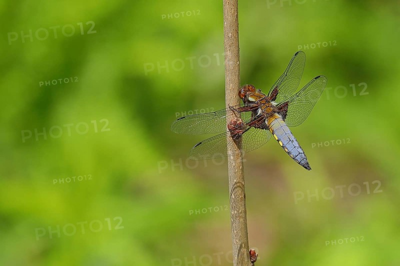 Broad-bodied chaser (Libellula depressa) Male with open wings on plant stem at garden pond, Wilden, North Rhine-Westphalia, Germany, Europe