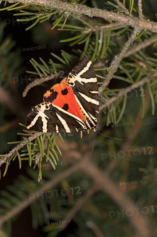 Moth jersey tiger (Euplagia quadripunctaria), Valais, Switzerland, Europe