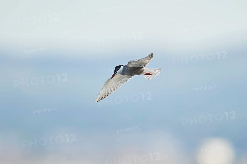 Whiskered tern (Chlidonias hybrida) flying in the sky, hunting, ebro delta, Catalonia, Spain, Europe