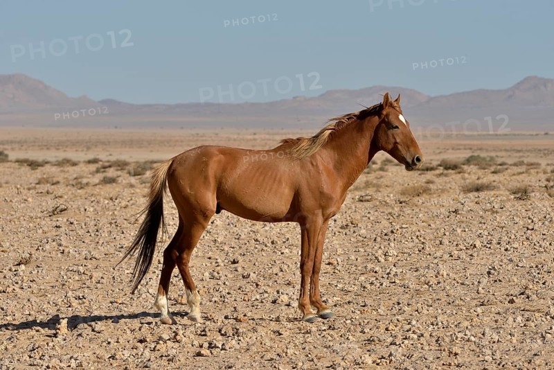 Desert Horses, Namib wild horses or Namib's (Equus ferus) near waterhole Garub, near Aus, Karas Region, Namibia, Africa
