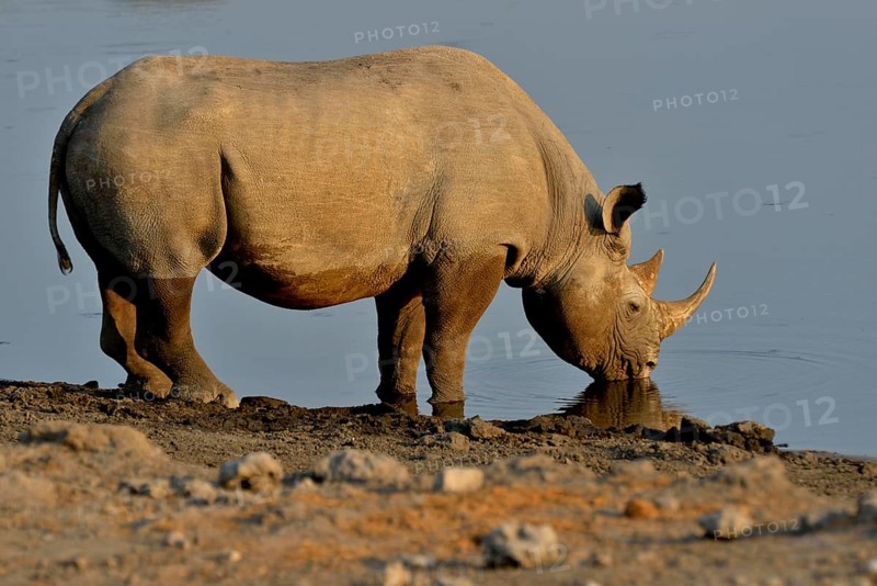 Hook-lipped rhinoceros or Black rhinoceros (Diceros bicornis) drinking at waterhole Chudop, Etosha National Park, Namibia, Africa