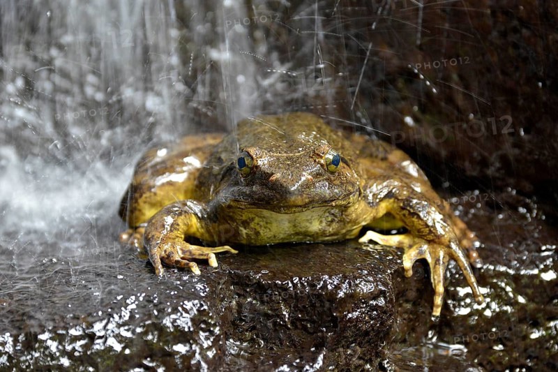 Goliath frog (Conraua goliath) under a waterfall, largest frog in the world, Mangamba in Nkongsamba, Littoral Province, Cameroon, Africa