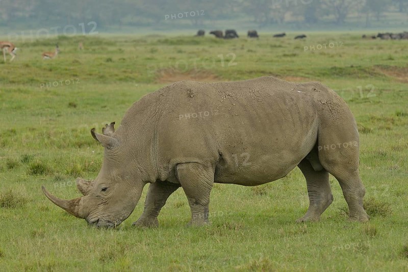 White Rhinoceros or Square-lipped Rhinoceros (Ceratotherium simum), Lake Nakuru National Park, near Nakuru, Rift Valley Province, Kenya, Africa