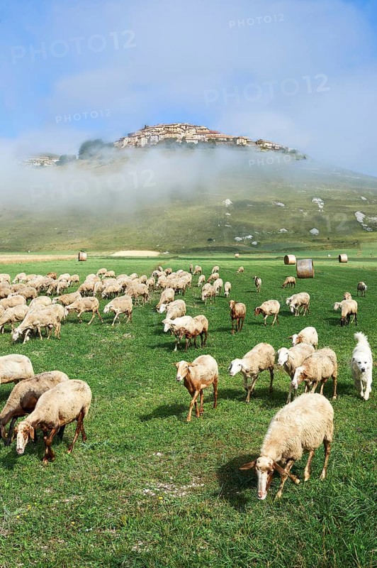 Sheep on the Piano Grande, Gret Plain, of Castelluccio di Norcia, Parco Nazionale dei Monti Sibillini, Apennine Mountains, Umbria, Italy, Europe