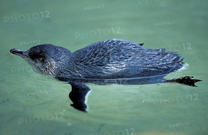 Little penguin (Eudyptula minor), Australia, Oceania
