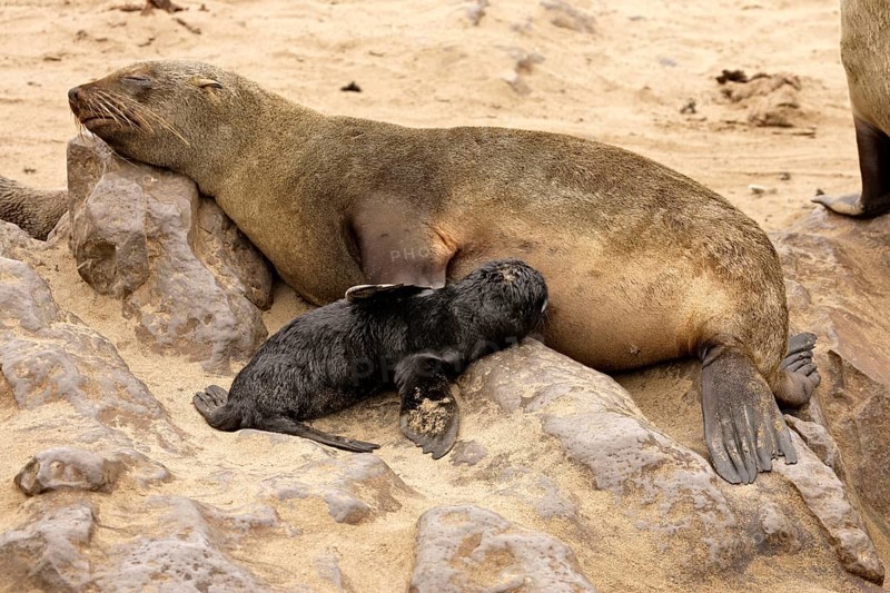Cape fur seal, female suckling young, Cape Cross, pygmy fur seal, South African fur seal (Arctocephalus pusillus), South African fur seal, Namibia, Africa