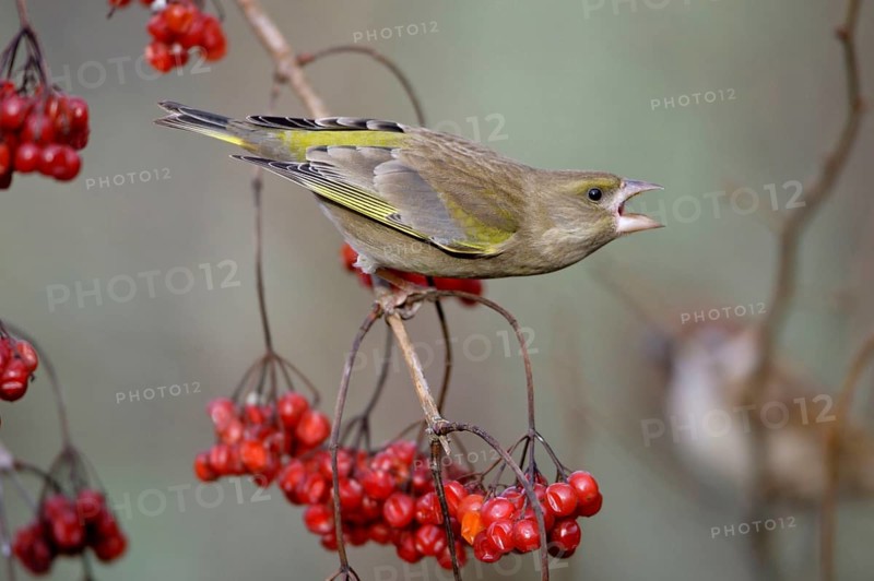 Greenfinch and Guelder Rose berries, Lower Saxony, European greenfinch (Carduelis chloris) and Common Snowball, berries, Lower Saxony, Greenfinch, finches, Germany, Europe