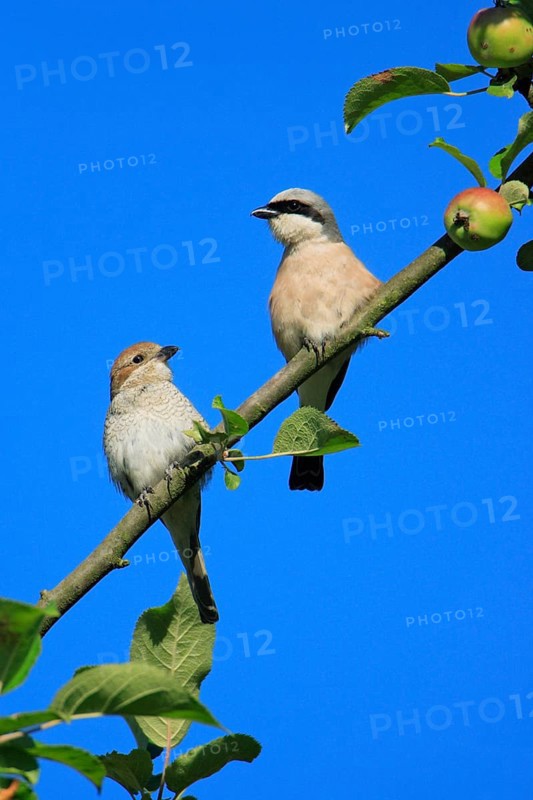 Red-backed Shrike (Lanius collurio), pair, Lower Saxony, Red backed shrike, Germany, Europe