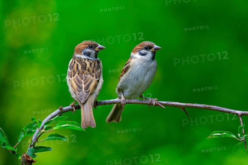 Tree Sparrows (Passer montanus), feldgelings, Lower Saxony, Germany, Europe