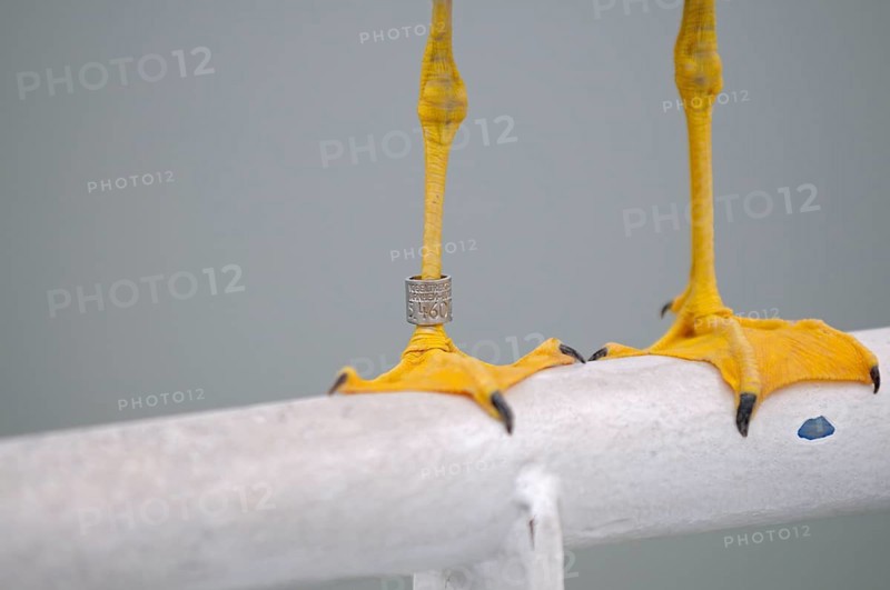 Herring Gull, feet with ring from Arnhem Bird Observatory, Texel Island, North Holland, Netherlands