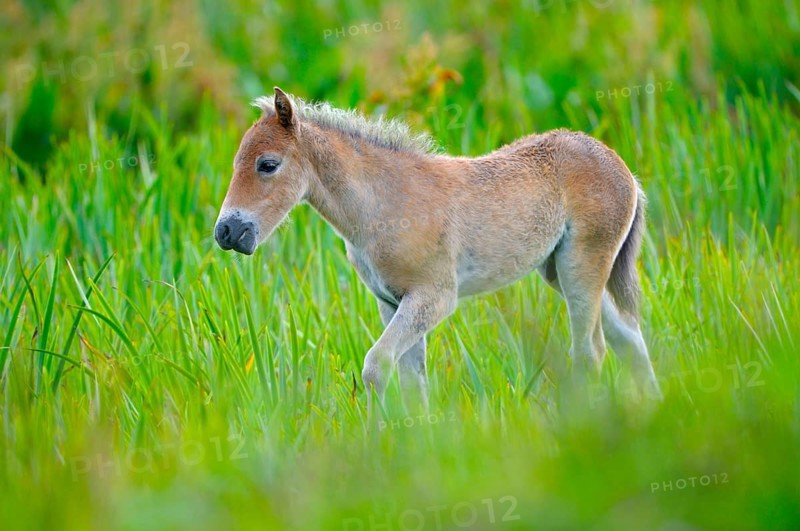 Exmoor pony, foal
