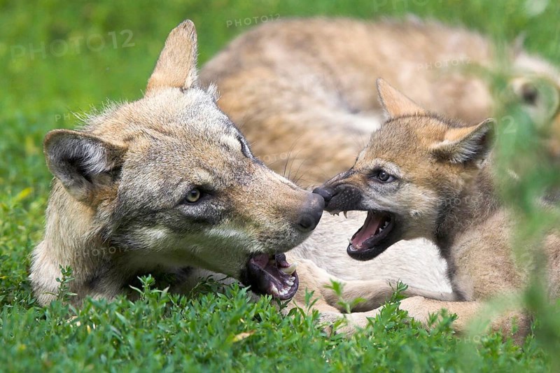 Wolf with cub (Canis lupus)