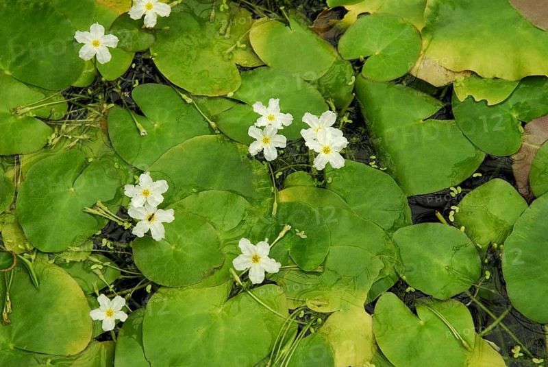 Nymphoides (Nymphoides ezannoi) ember skin