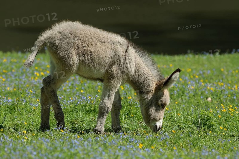 House-donkey, foal