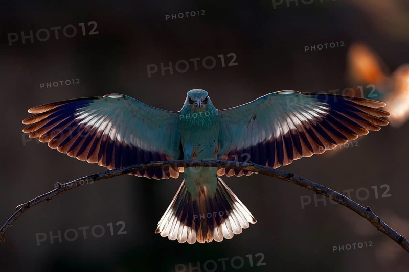 European Roller, Bulgaria (Caracias garrulus)