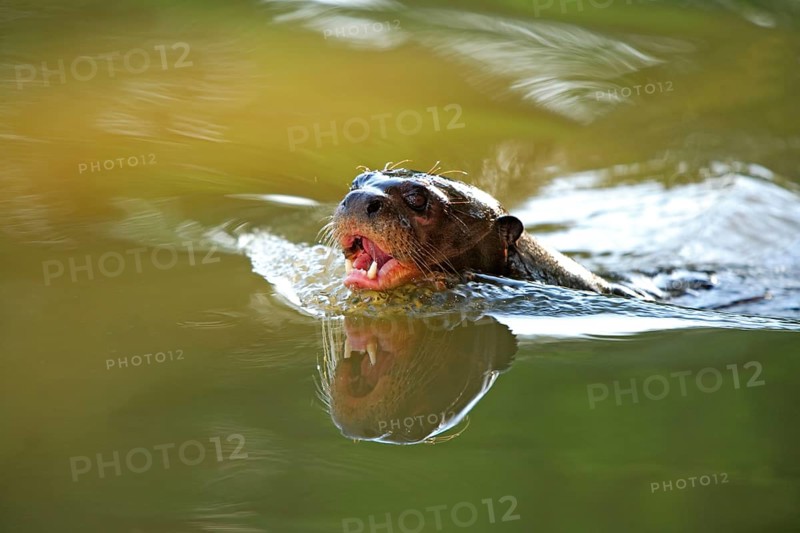 Giant Brasilian Otter (Pteronura brasiliensis), Pantanal, Brazil, South America