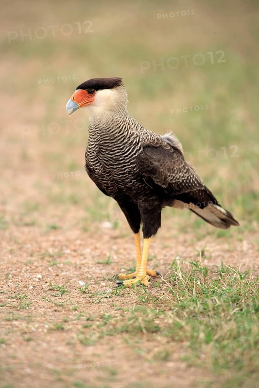 Common caracara, southern crested caracara (Polyborus plancus), Hooded caracara, Brazil, South America