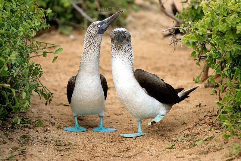 Blue-footed Boobies (Sula nebouxii), pair, Galapagos Islands, Ecuador, South America