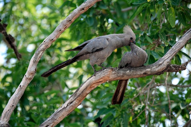 Go-away Bird feeding young, Kruger national park, South Africa, Grey Lourie (Corythaixoides concolor), Africa