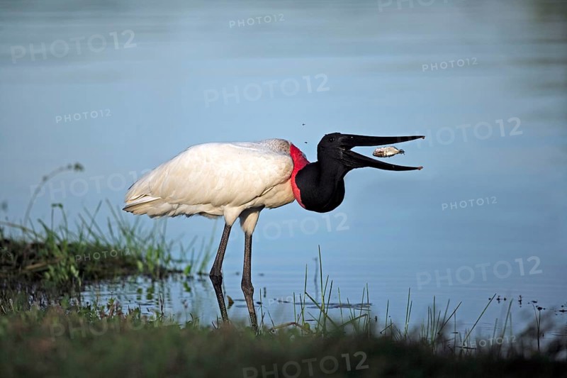 Jabiru (Jabiru mycteria) with prey, Pantanal, Brazil (Ephippiorhynchus mycteria)