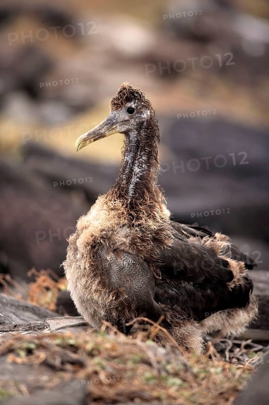 Waved Albatross, young, Galapagos Islands, Ecuador (Diomedea irrorata)