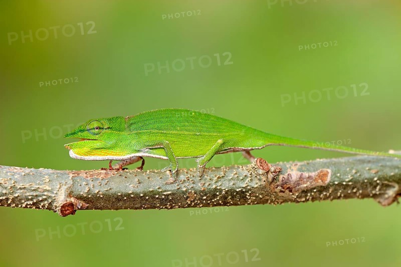 Perinet chameleon (Calumma gastrotaenia), female, perinet chameleon, page, Madagascar, Africa