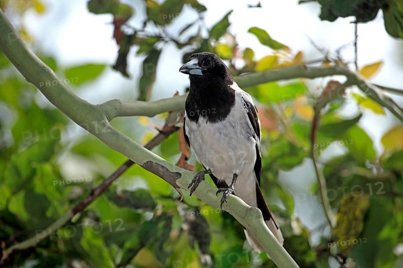 Pied Butcherbird (Cracticus nigrogularis), Australia, Black-throated Butcherbird, Black-throated Crowbird, Organ Bird, Oceania