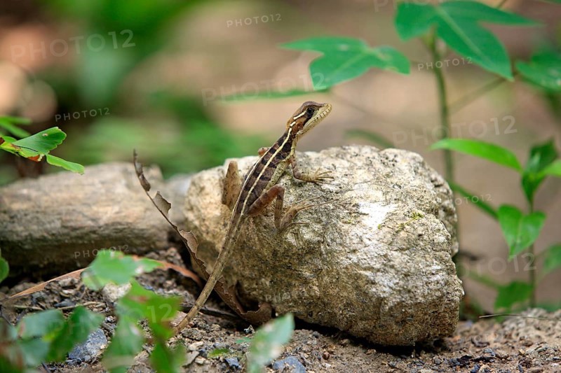 Brown Basilisk, female, Roatan, Honduras (Basiliscus vittatus)