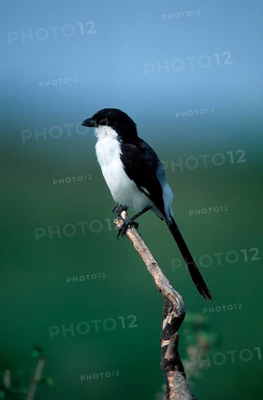 Long-tailed fiscal (Lanius cabanisi), Kruger National Park, South Africa, cabanis shrike, animals, bird, songbirds, outside, exterior, branch, twig, lateral, side, black and white, black and white, vertical, sit, sitting, adult, Africa