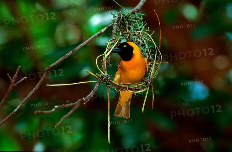 Lesser Masked Weaver (Ploceus intermedius), male building nest, Kruger national park, South_Africa