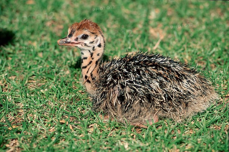 South African Ostrich (Struthio camelus australis), chick, Kruger national park, South_Africa, south african ostrich, chick, Kruger National Park, South Africa, side, lateral, side, Africa