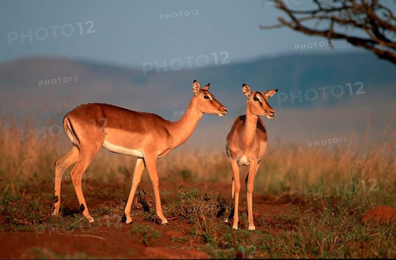 Impalas (Aepyceros melampus), females, Itala Game Reserve, South Africa, black heeled antelope, female, Itala Game Reserve, South Africa, antelope, Africa