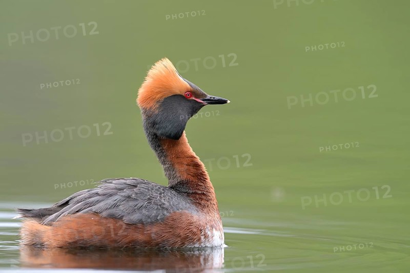 Horned Grebe (Podiceps auritus) swims in water, Västergotland, Sweden, Europe