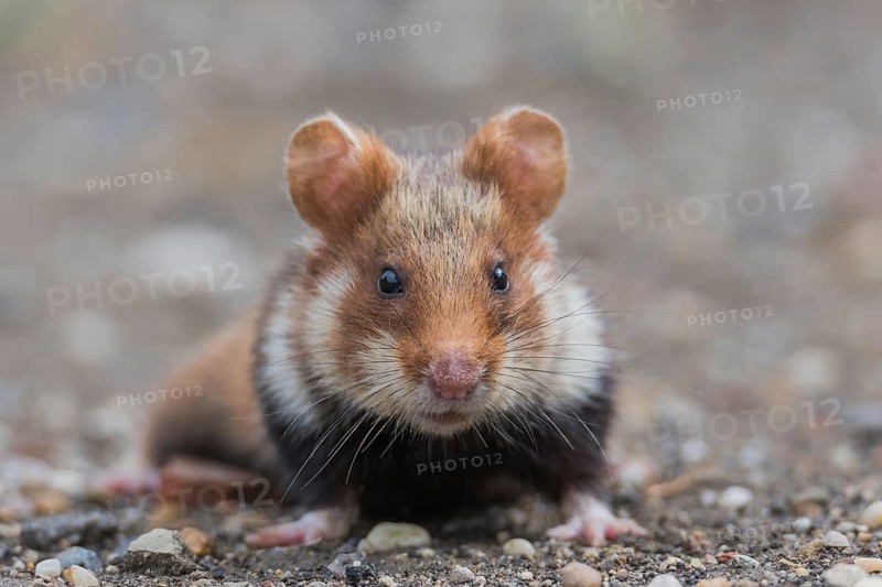 European hamster (Cricetus cricetus), animal portrait, Neusiedeler See National Park, Burgenland, Austria, Europe