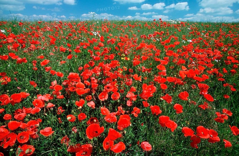 Poppy flowers (Papaver rhoeas), Lower Saxony, Germany, Europe