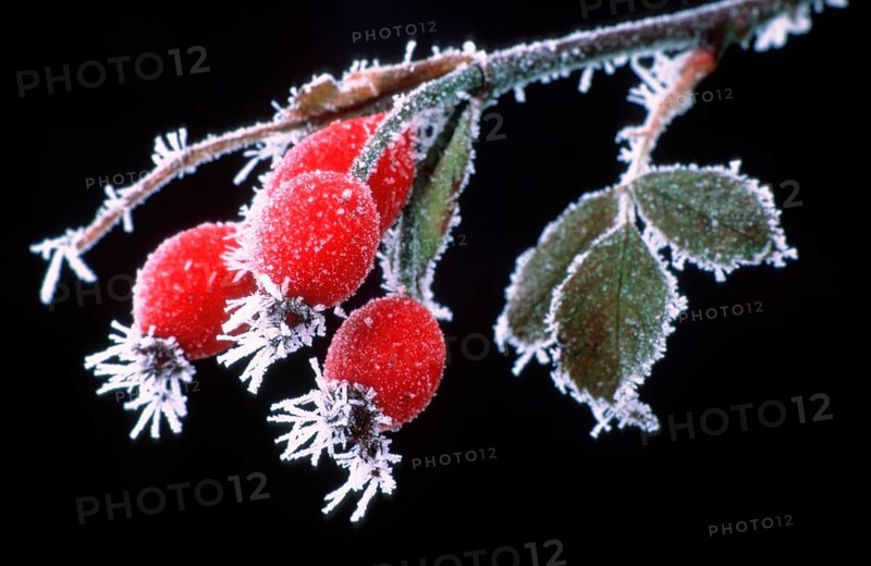 Dog rose (Rosa canina) with hoarfrost, Hesse, Germany, Europe