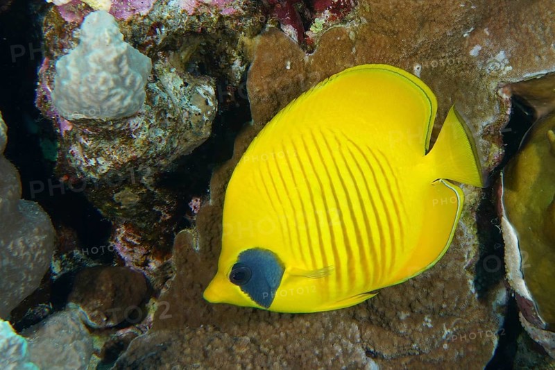 Bluecheek butterflyfish (Chaetodon semilarvatus), Panorama Reef dive site, Hurghada, Egypt, Red Sea, Africa