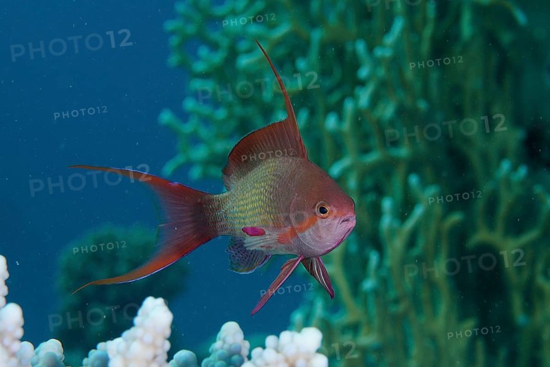 Sea goldie (Pseudanthias squamipinnis), male, dive site House Reef, Mangrove Bay, El Quesir, Red Sea, Egypt, Africa