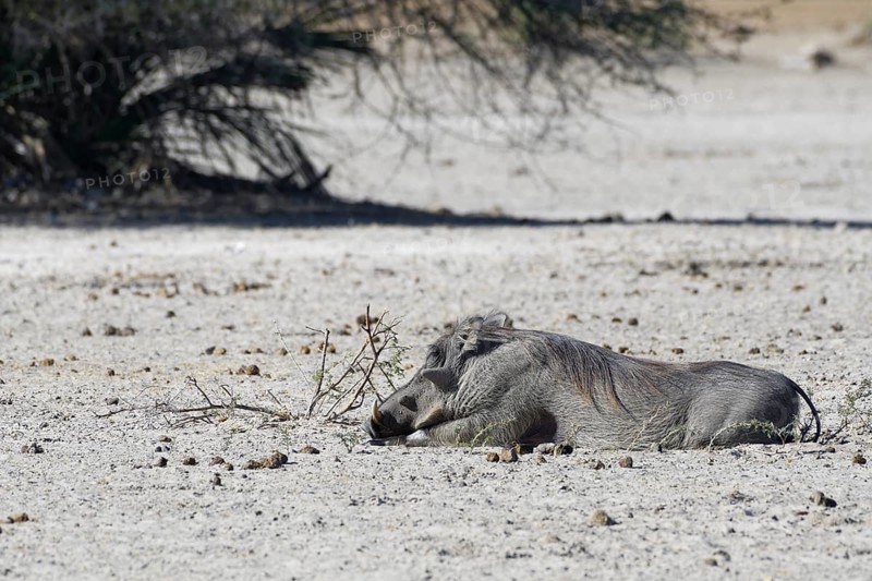 Common warthog (Phacochoerus africanus), resting adult lying on the dry ground, Mahango Core Area, Bwabwata National Park, Kavango East, Caprivi Strip, Namibia, Africa