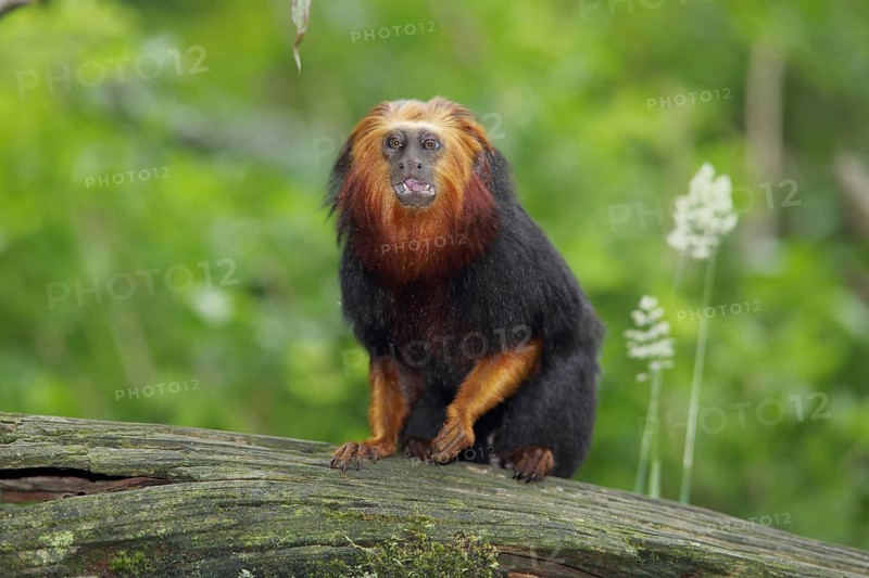 Golden-headed (Callitrichidae) lion monkey, adult, Golden-headed lion monkey, golden-headed lion tamarin (Leontopithecus chrysomelas), lion monkey, lion monkey, monkey, Leontopithecus, clawed monkey, clawed monkey, Anthropoidae, New World Monkeys (Platyrrhini), monkeys, dry-nosed monkeys, ape, primates, primate, gentleman animals, dry-nosed monkey, primates, Haplorhini, mammal, animal, vertebrate, captive