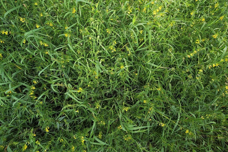 Common cow-wheat (Melampyrum pratense), meadow, flower meadow, Jossa, Sinntal, Hesse, Germany, Europe